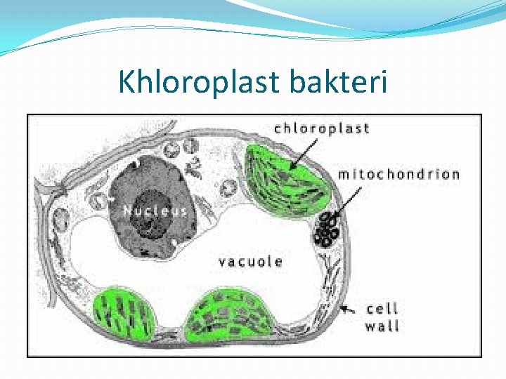 Khloroplast bakteri 