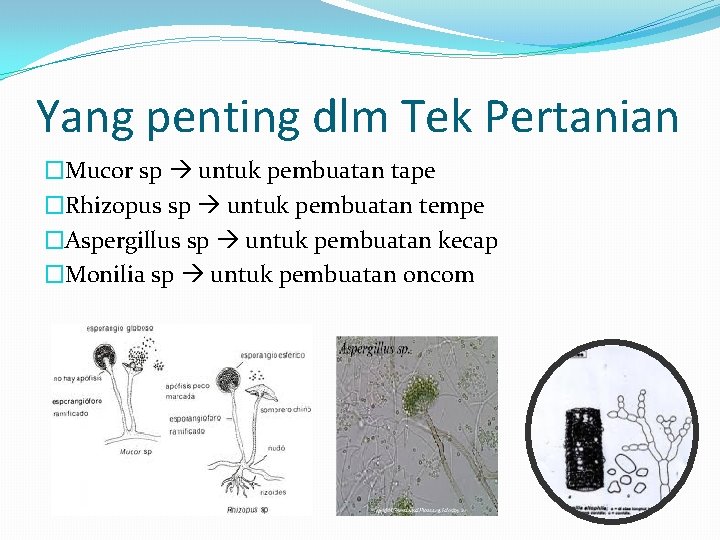 Yang penting dlm Tek Pertanian �Mucor sp untuk pembuatan tape �Rhizopus sp untuk pembuatan