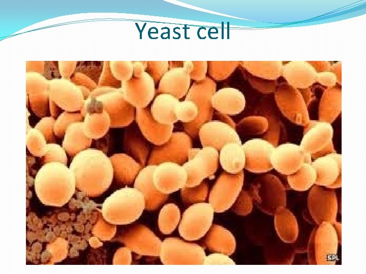 Yeast cell 