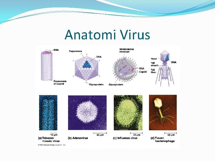 Anatomi Virus 