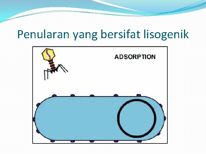 Penularan yang bersifat lisogenik 