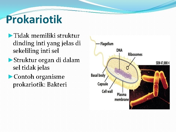 Prokariotik ►Tidak memiliki struktur dinding inti yang jelas di sekeliling inti sel ►Struktur organ