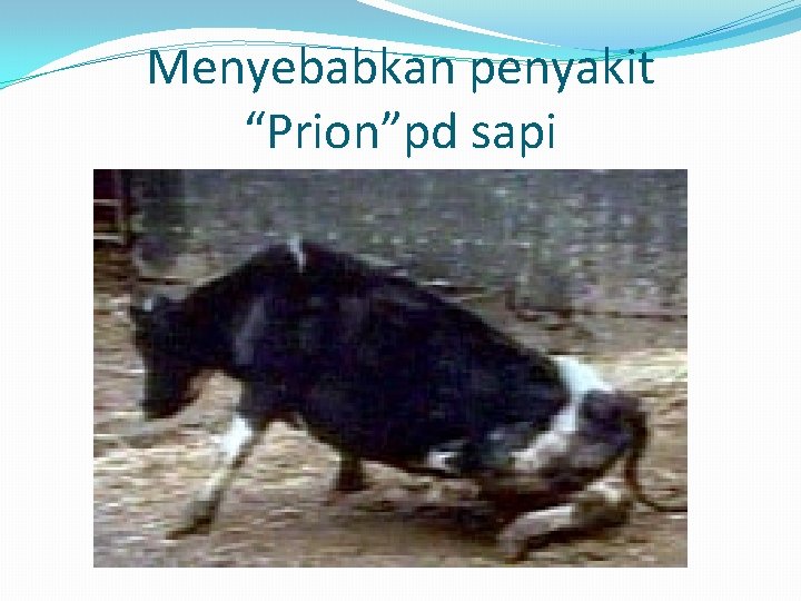 Menyebabkan penyakit “Prion”pd sapi 