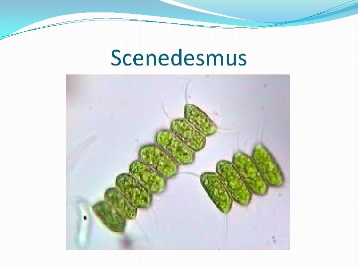 Scenedesmus 