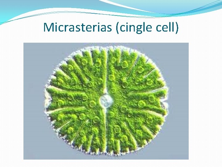 Micrasterias (cingle cell) 