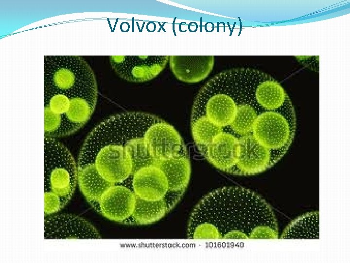 Volvox (colony) 