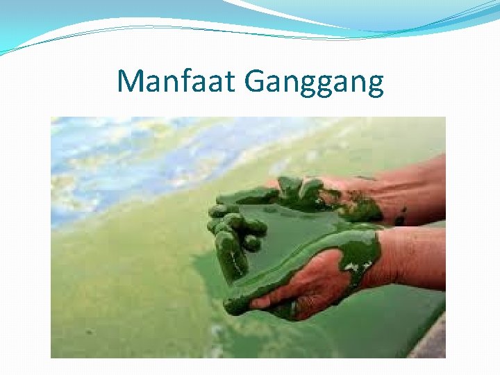 Manfaat Ganggang 