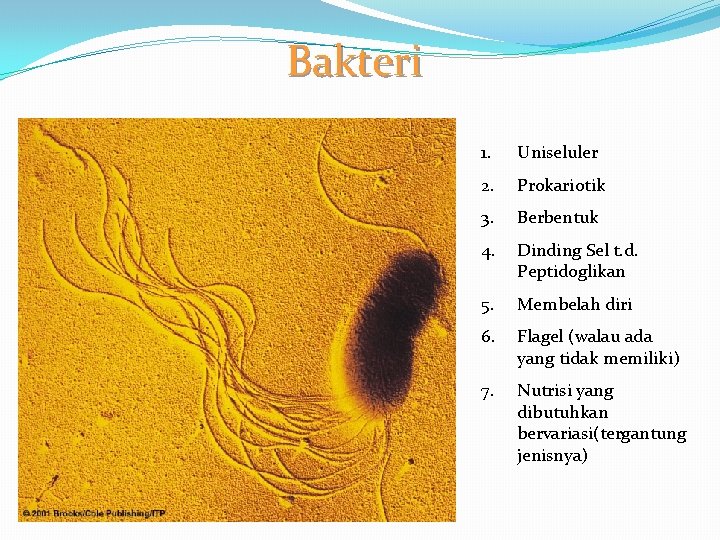 Bakteri 1. Uniseluler 2. Prokariotik 3. Berbentuk 4. Dinding Sel t. d. Peptidoglikan 5.