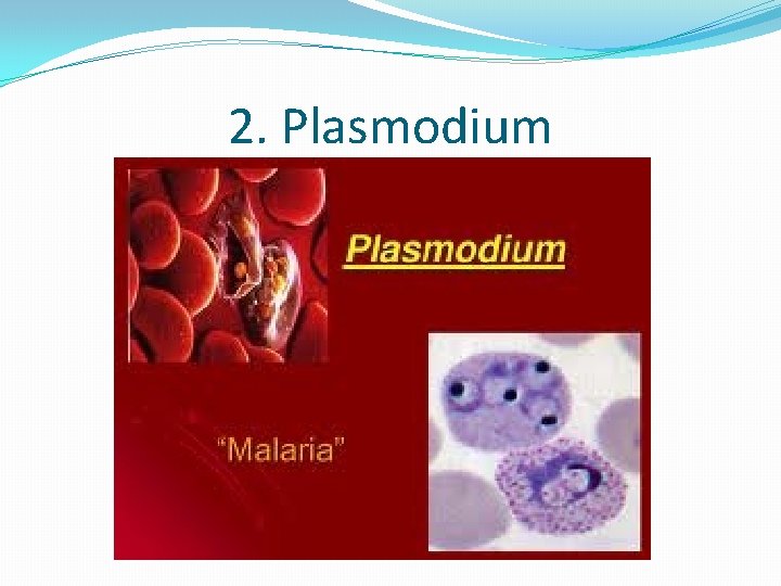 2. Plasmodium 