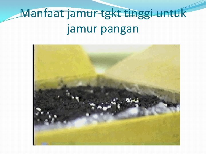 Manfaat jamur tgkt tinggi untuk jamur pangan 