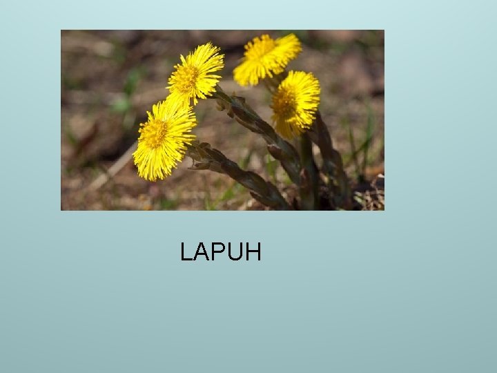 LAPUH 