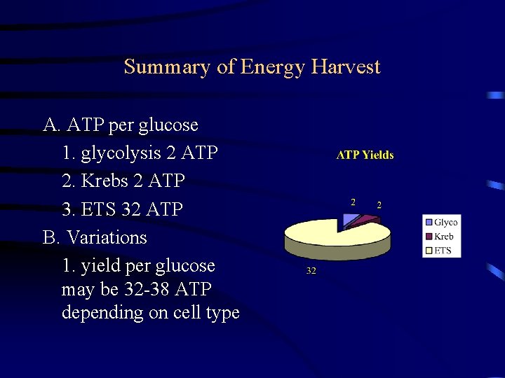 Summary of Energy Harvest A. ATP per glucose 1. glycolysis 2 ATP 2. Krebs