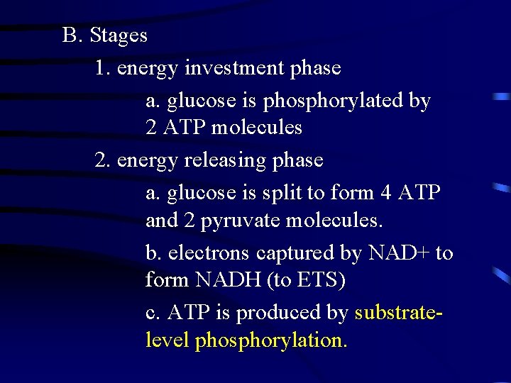 B. Stages 1. energy investment phase a. glucose is phosphorylated by 2 ATP molecules