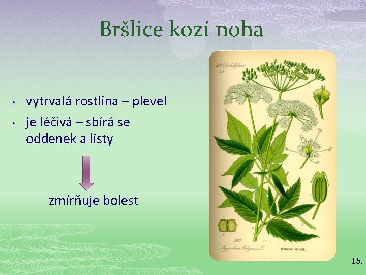 Bršlice kozí noha • • vytrvalá rostlina – plevel je léčivá – sbírá se