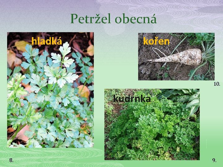 Petržel obecná hladká kořen 10. kudrnka 8. 9. 