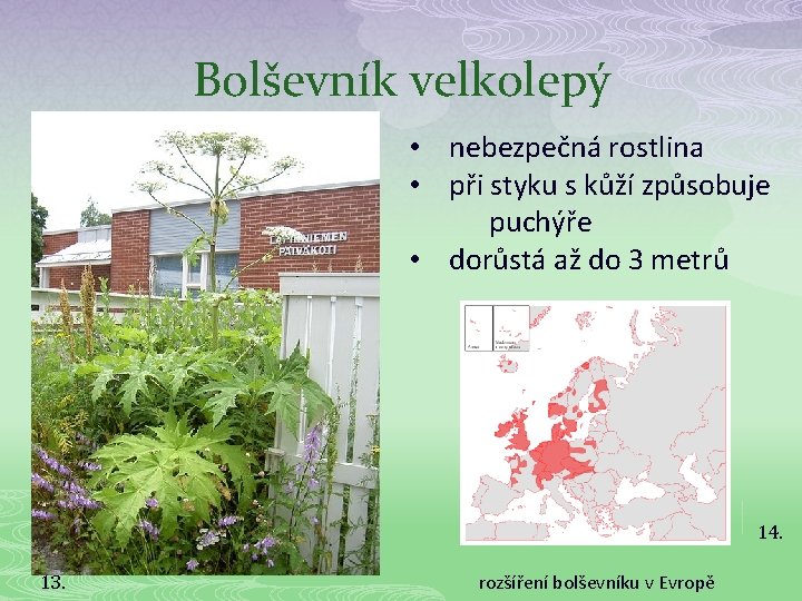 Bolševník velkolepý • nebezpečná rostlina • při styku s kůží způsobuje puchýře • dorůstá