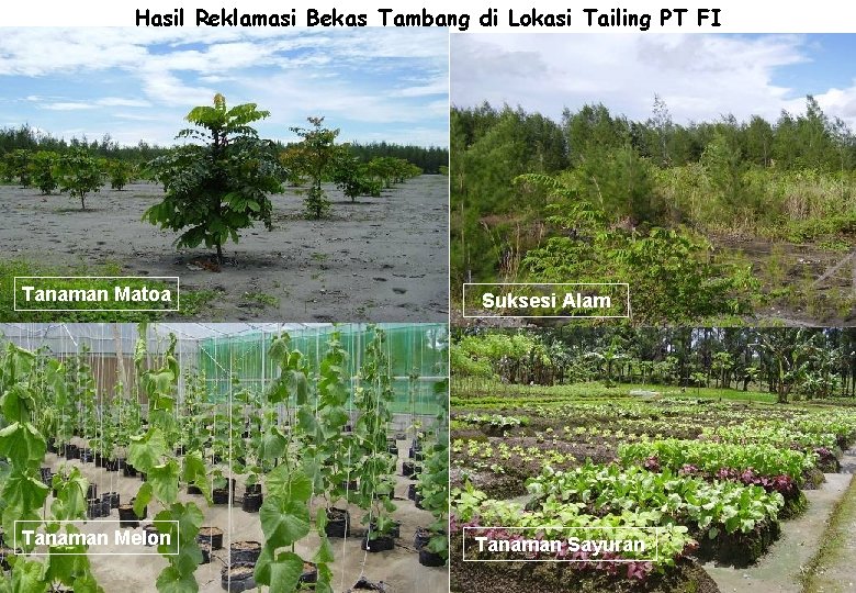 Hasil Reklamasi Bekas Tambang di Lokasi Tailing PT FI Tanaman Matoa Tanaman Melon Suksesi