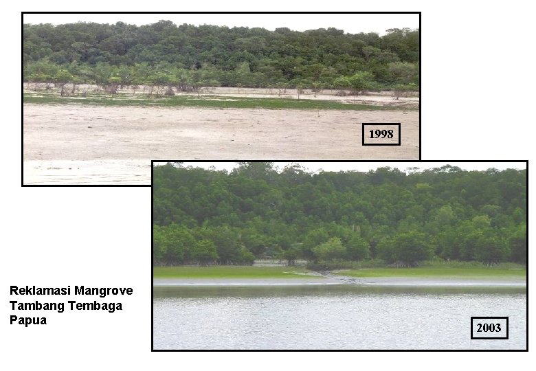 1998 Reklamasi Mangrove Tambang Tembaga Papua 2003 