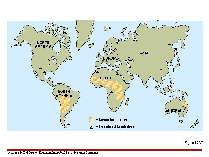 NORTH AMERICA ASIA EUROPE AFRICA SOUTH AMERICA AUSTRALIA = Living lungfishes = Fossilized lungfishes