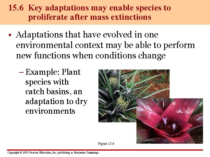 15. 6 Key adaptations may enable species to proliferate after mass extinctions • Adaptations