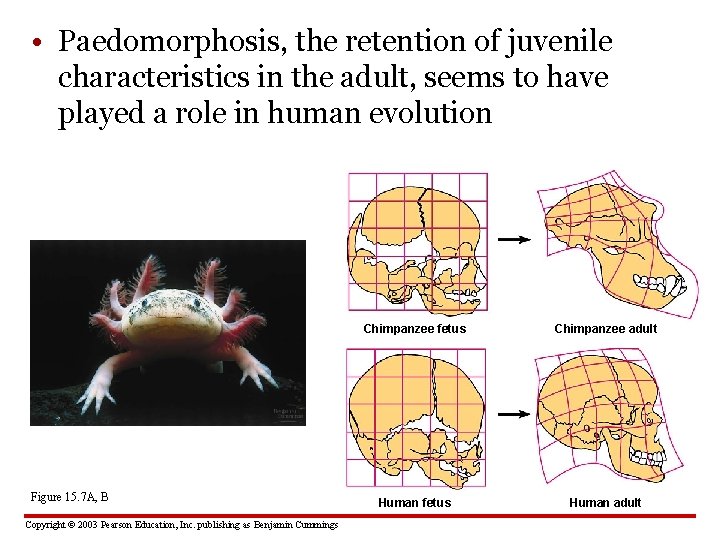  • Paedomorphosis, the retention of juvenile characteristics in the adult, seems to have