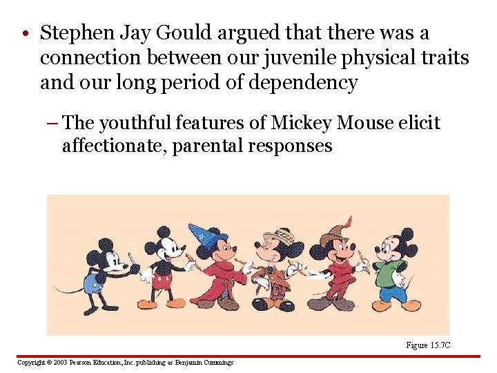  • Stephen Jay Gould argued that there was a connection between our juvenile