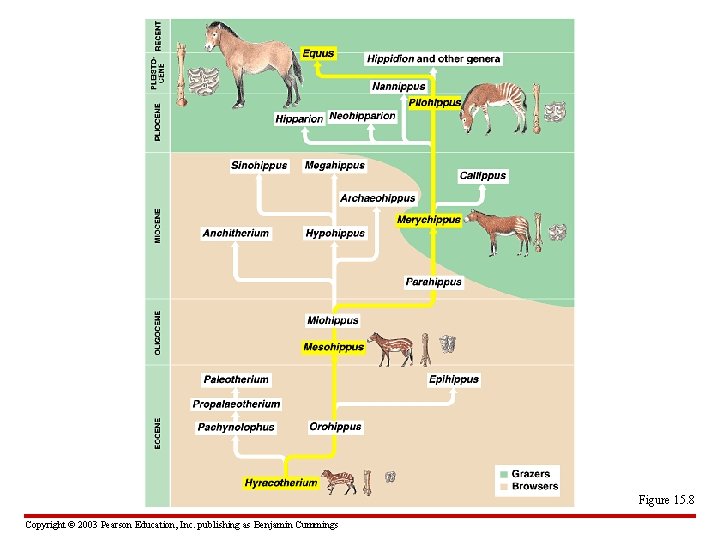 Figure 15. 8 Copyright © 2003 Pearson Education, Inc. publishing as Benjamin Cummings 