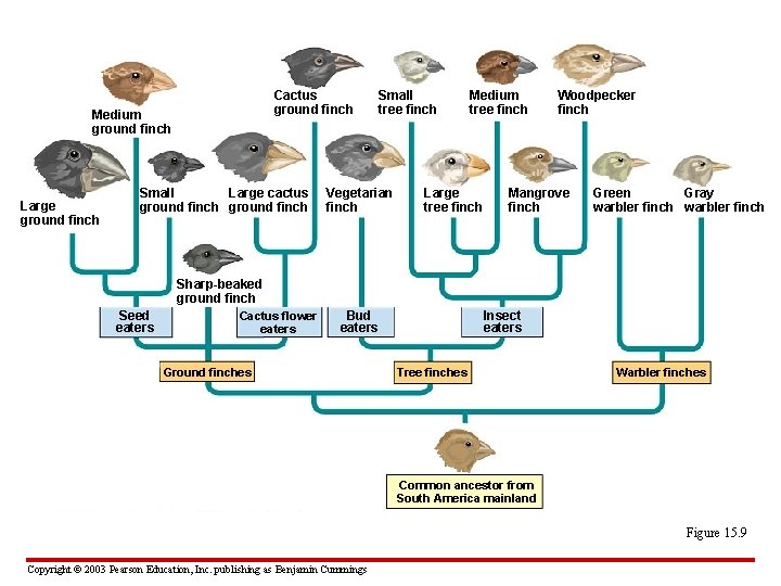 Cactus ground finch Medium ground finch Large ground finch Small Large cactus ground finch