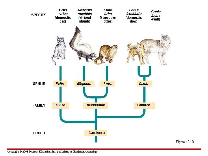 Felis catus (domestic cat) Mephitis mephitis (striped skunk) Lutra lutra (European otter) GENUS Felis