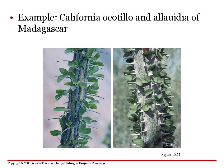  • Example: California ocotillo and allauidia of Madagascar Figure 15. 11 Copyright ©