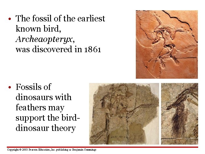  • The fossil of the earliest known bird, Archeaopteryx, was discovered in 1861