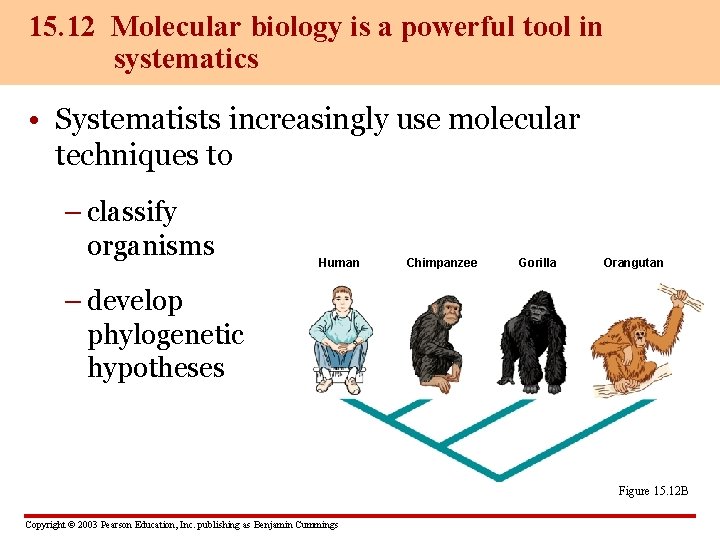 15. 12 Molecular biology is a powerful tool in systematics • Systematists increasingly use