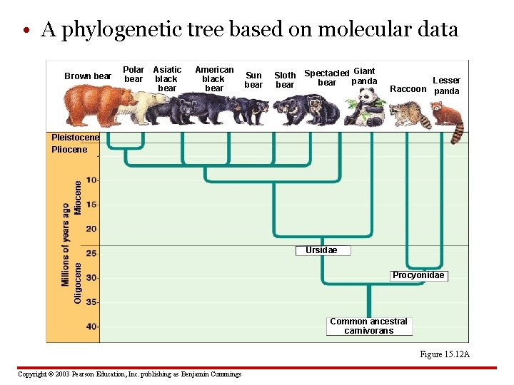  • A phylogenetic tree based on molecular data Brown bear Polar bear Asiatic