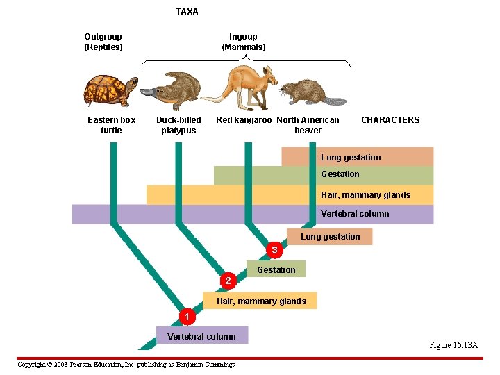 TAXA Outgroup (Reptiles) Eastern box turtle Ingoup (Mammals) Duck-billed platypus Red kangaroo North American