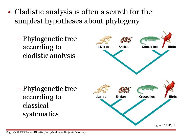  • Cladistic analysis is often a search for the simplest hypotheses about phylogeny