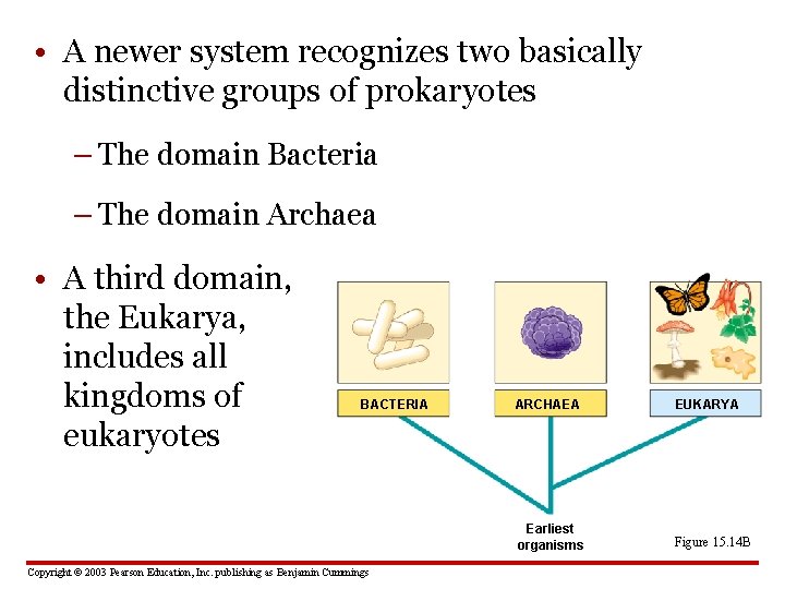  • A newer system recognizes two basically distinctive groups of prokaryotes – The
