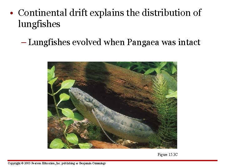  • Continental drift explains the distribution of lungfishes – Lungfishes evolved when Pangaea