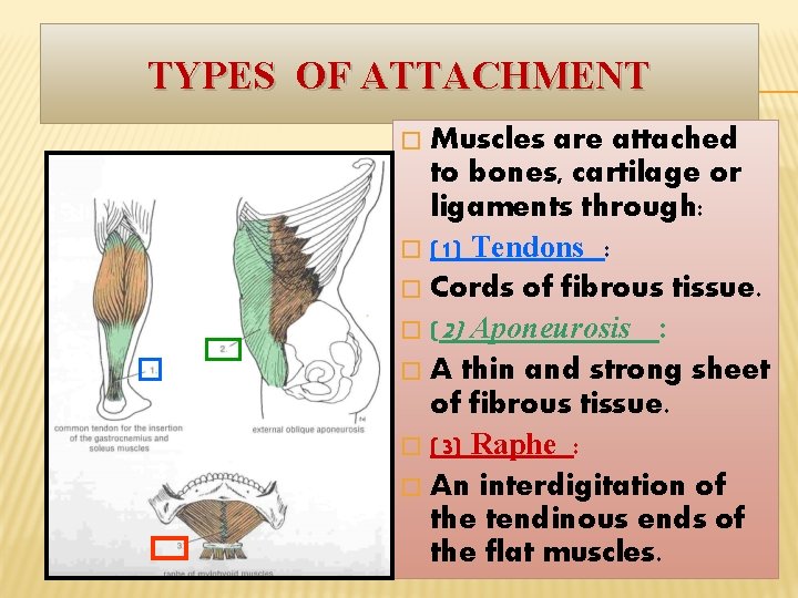 TYPES OF ATTACHMENT Muscles are attached to bones, cartilage or ligaments through: � (1)