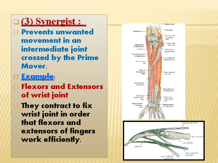 q (3) Synergist : Prevents unwanted movement in an intermediate joint crossed by the