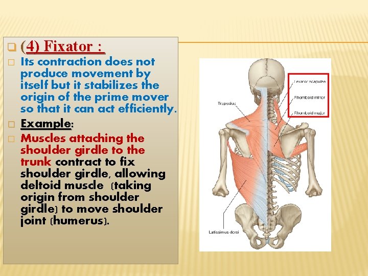 q (4) Fixator : � � � Its contraction does not produce movement by