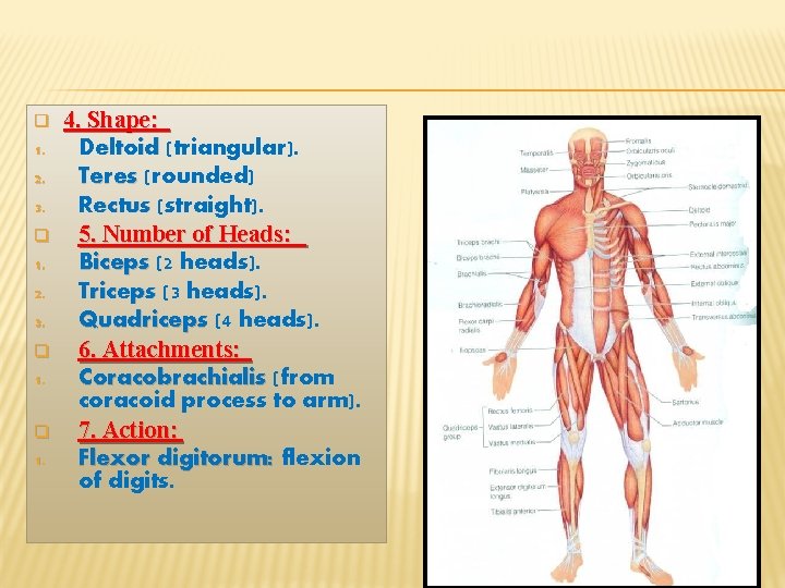 q 1. 2. 3. q 1. 4. Shape: Deltoid (triangular). Teres (rounded) Rectus (straight).