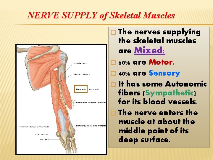 NERVE SUPPLY of Skeletal Muscles The nerves supplying the skeletal muscles are Mixed: �