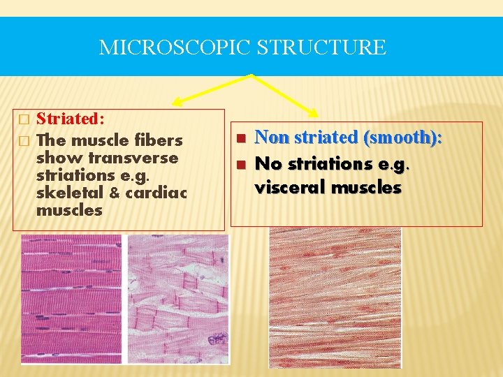 MICROSCOPIC STRUCTURE � � Striated: The muscle fibers show transverse striations e. g. skeletal