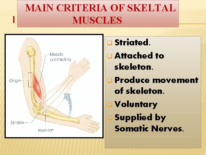 MAIN CRITERIA OF SKELTAL I MUSCLES q Striated. q Attached to skeleton. q Produce