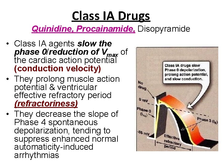 Class IA Drugs Quinidine, Procainamide, Disopyramide • Class IA agents slow the phase 0/reduction