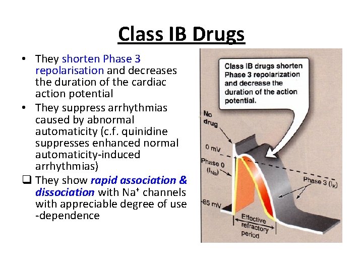 Class IB Drugs • They shorten Phase 3 repolarisation and decreases the duration of