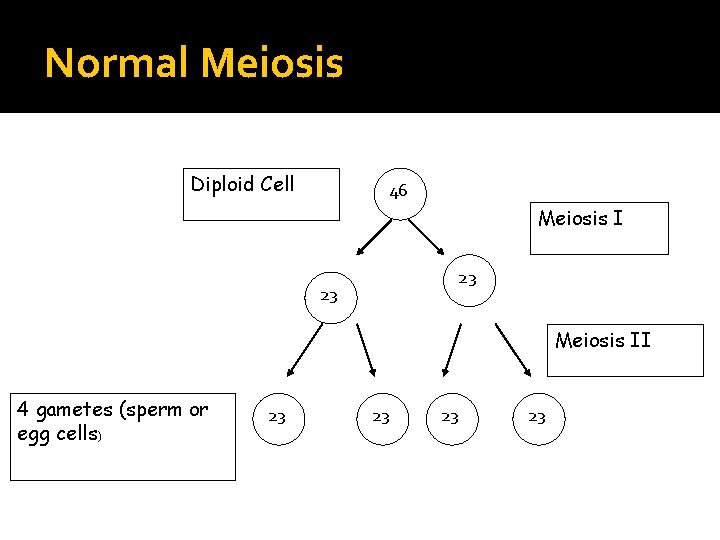 Normal Meiosis Diploid Cell 46 Meiosis I 23 23 Meiosis II 4 gametes (sperm