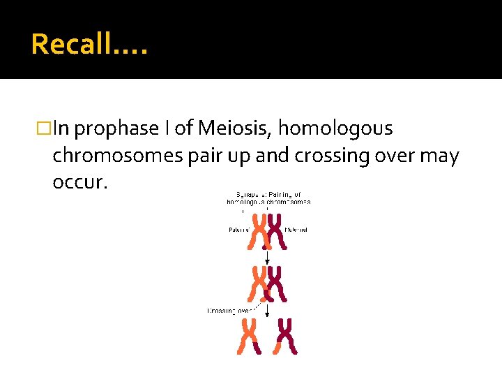 Recall…. �In prophase I of Meiosis, homologous chromosomes pair up and crossing over may