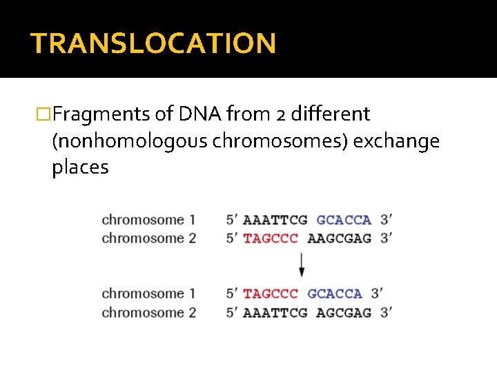 TRANSLOCATION �Fragments of DNA from 2 different (nonhomologous chromosomes) exchange places 