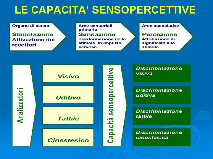 LE CAPACITA’ SENSOPERCETTIVE LE CAPACITA’ SENSOPERCETTIVE